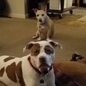 Meet your Posher, Dean